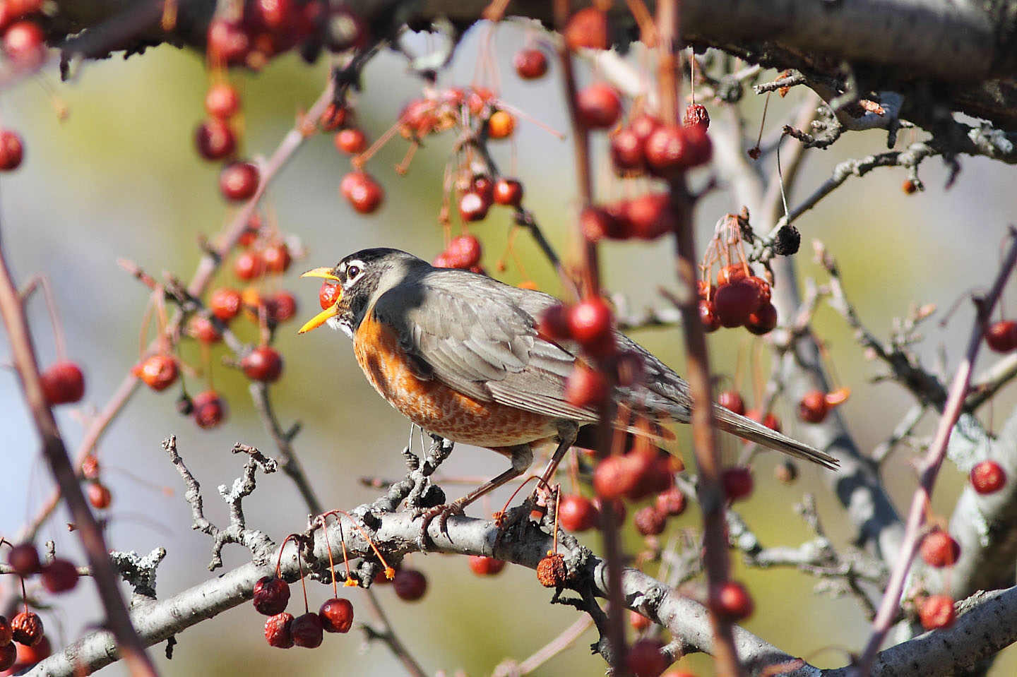 Ann Brokelman Photography Robins eating berries and Dogs at the beach
