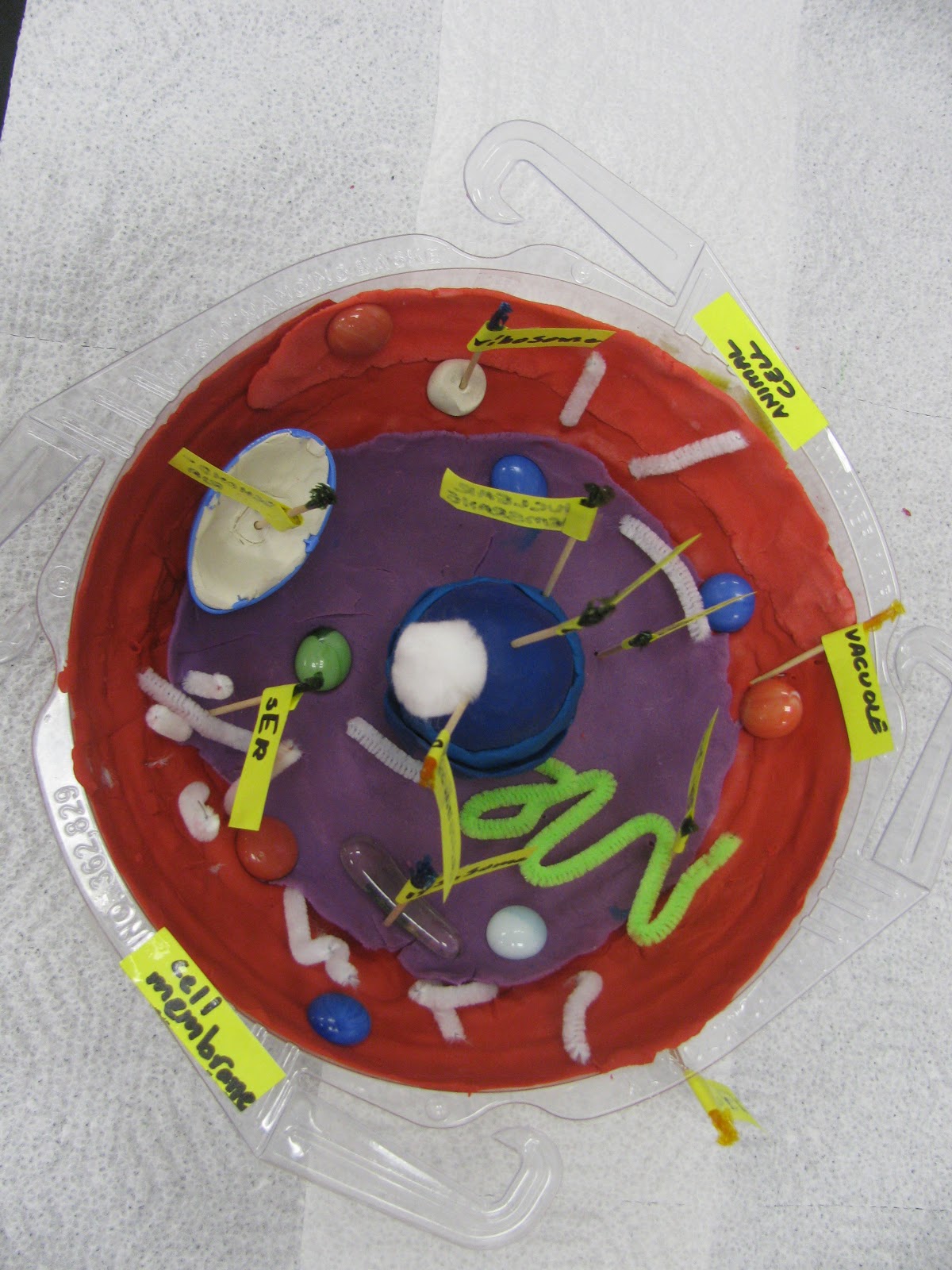 animal cell project