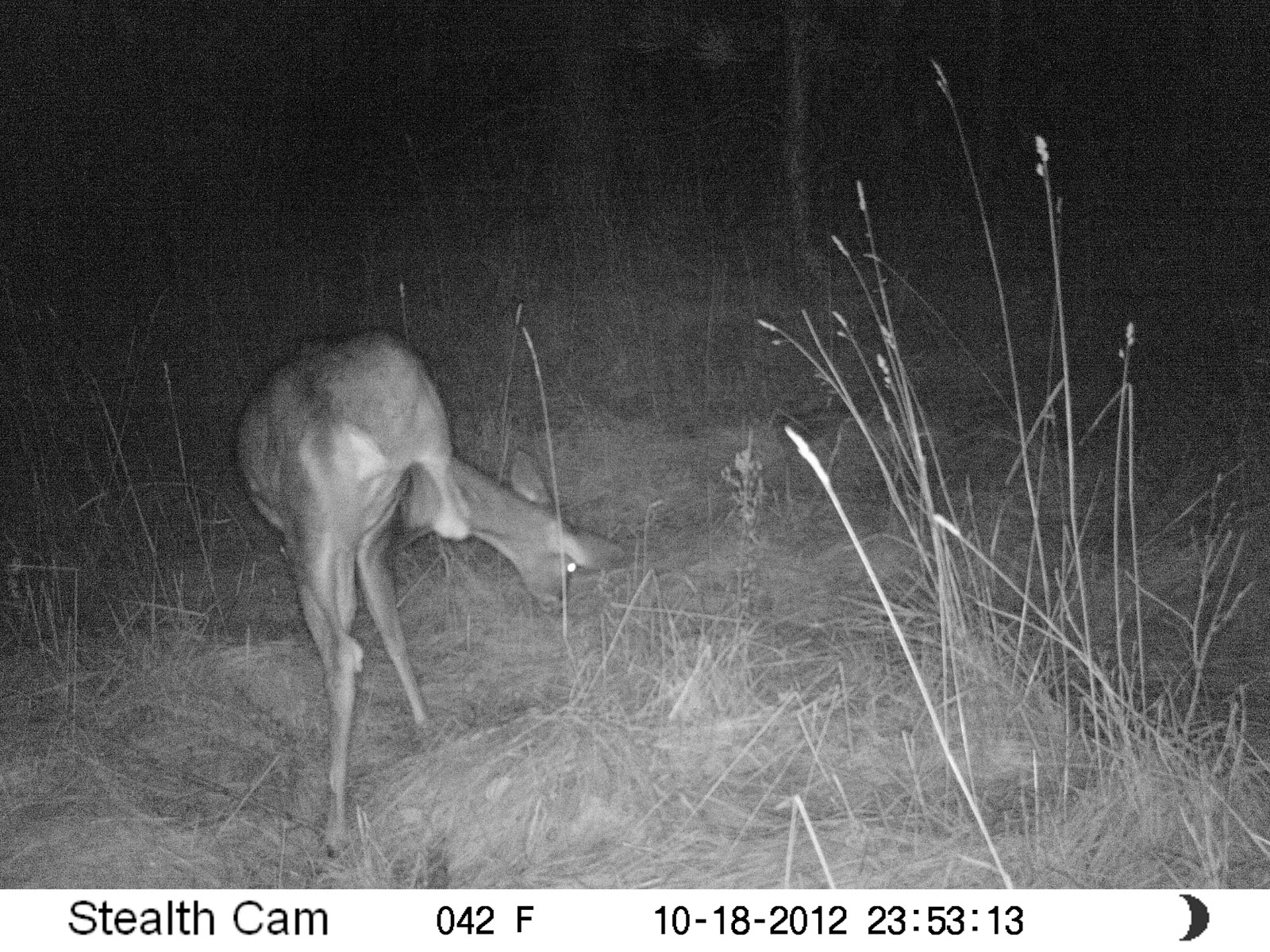 My Own Private Idaho Trail camera patterns