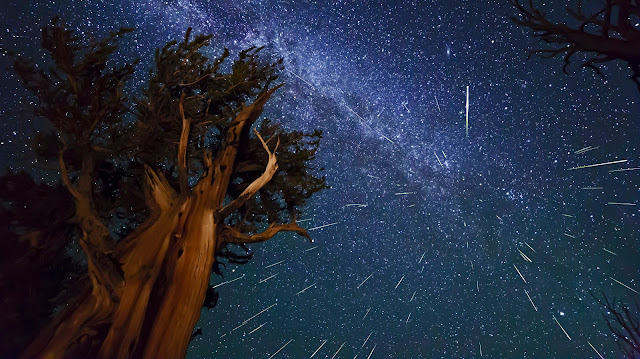 Perseid Meteors over Ancient Bristlecone Pine Forest