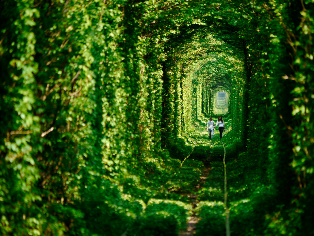 乌克兰爱的隧道,森林,护眼,绿色,美丽的自然风景桌面壁纸2560x1600高清大图_彼岸桌面