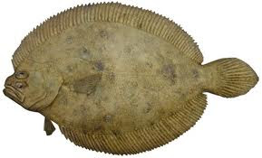 Our Flounder