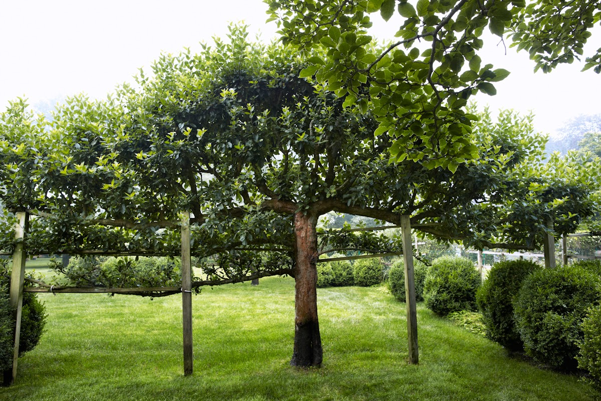 Ornamental tree. Zone 7a to 7b friendly? Gardening Pinterest