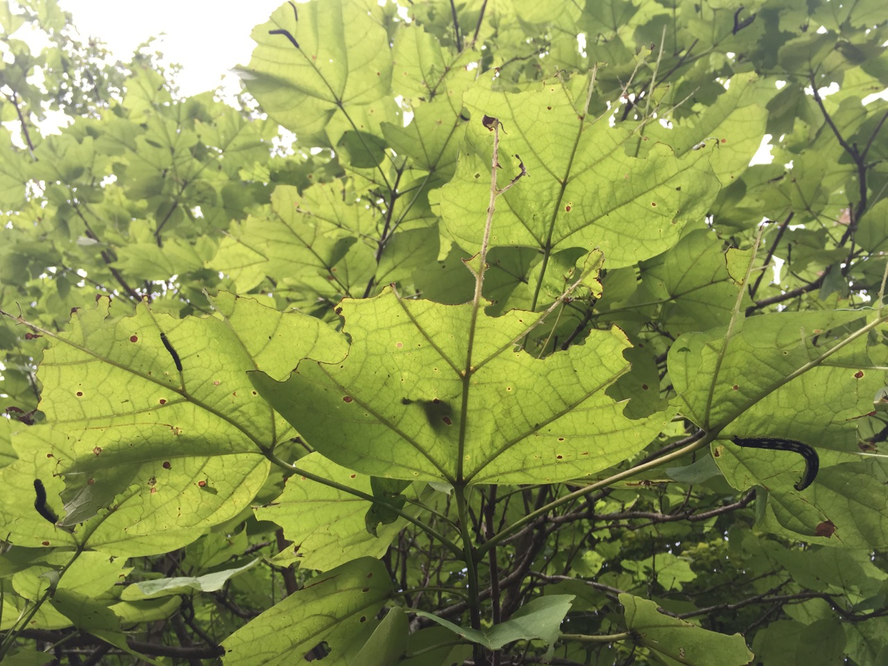 Julie Zickefoose on Blogspot Catalpa Worms!