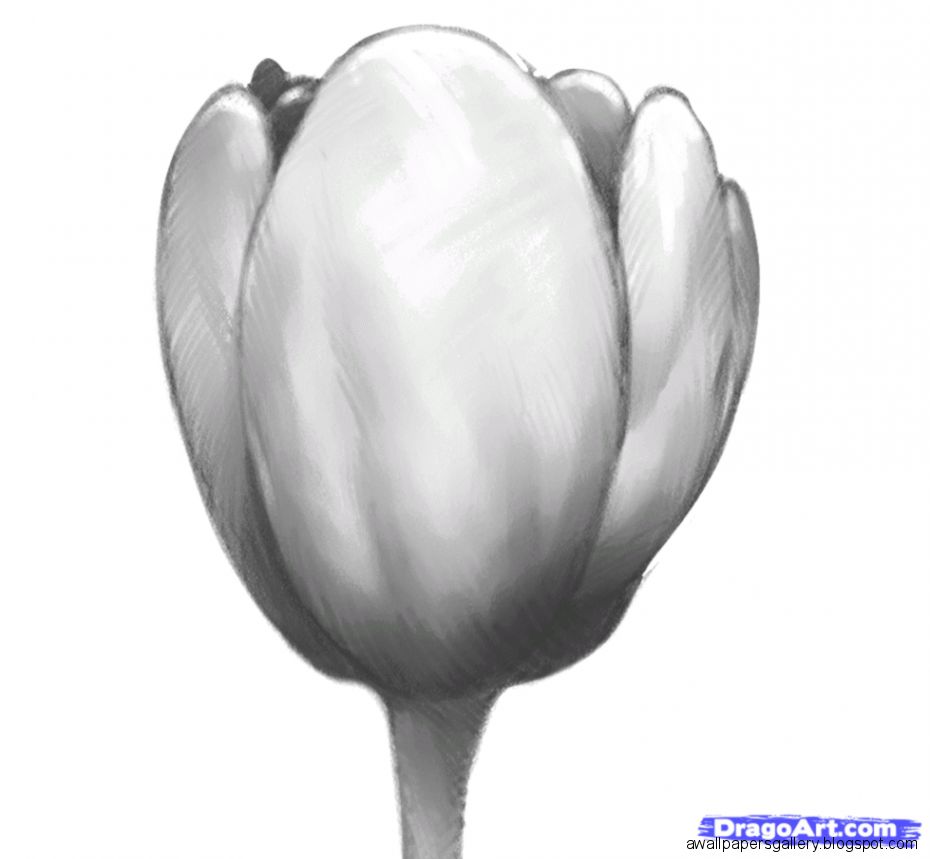 How to Draw a Tulip Flower Tulips Step by Step Flowers Pop How to Draw a Tulip Flower Tulips Step by Step Flowers Pop