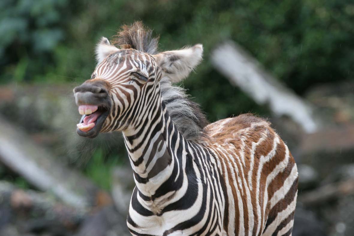 baby%2BZebra%2Bzebra%2Bbaby%2BEndangered%2Banimal%2Bspecies%2Bprotection%2Bconservation%2BFound%2Bin%2BKenya%2BUganda%2BSouth%2BAfrica%2BTanzania%2Bbabies%2Bof%2Bdangerous%2Bbeautiful%2Banimal%2Battacks%20picture.jpg