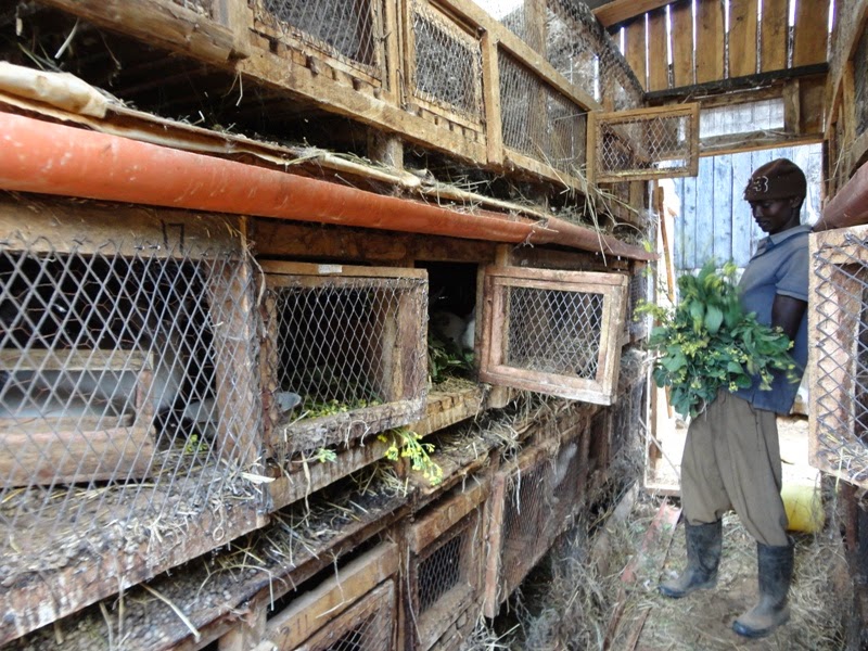 Laikipia Rural Voices (LRV) Rabbit rearing improves livelihood of farmer