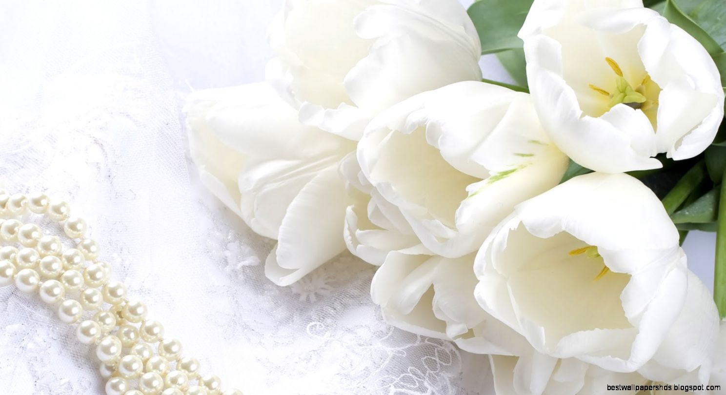 Jasmine Flower Wallpapers HD images Live HD Wallpaper HQ Jasmine Flower Wallpapers HD images Live HD Wallpaper HQ