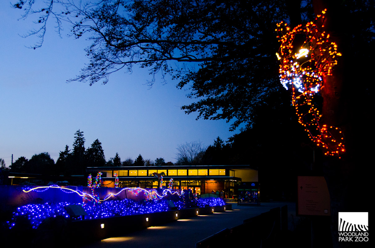 Woodland Park Zoo Blog Top 10 reasons to visit WildLights