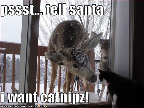 funny images of animals christmas. 20 Funny christmas animals pictures