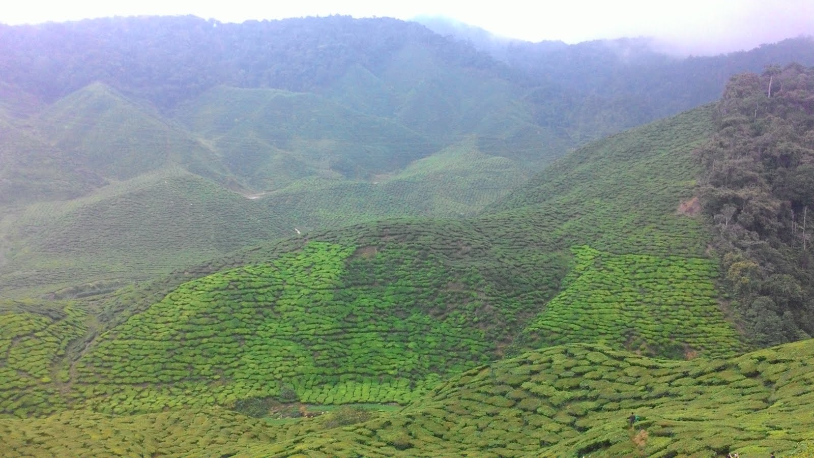 Tea Garden