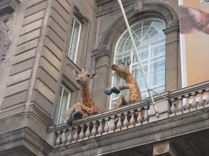Giraffes taking afternoon tea at the Natural History Museum