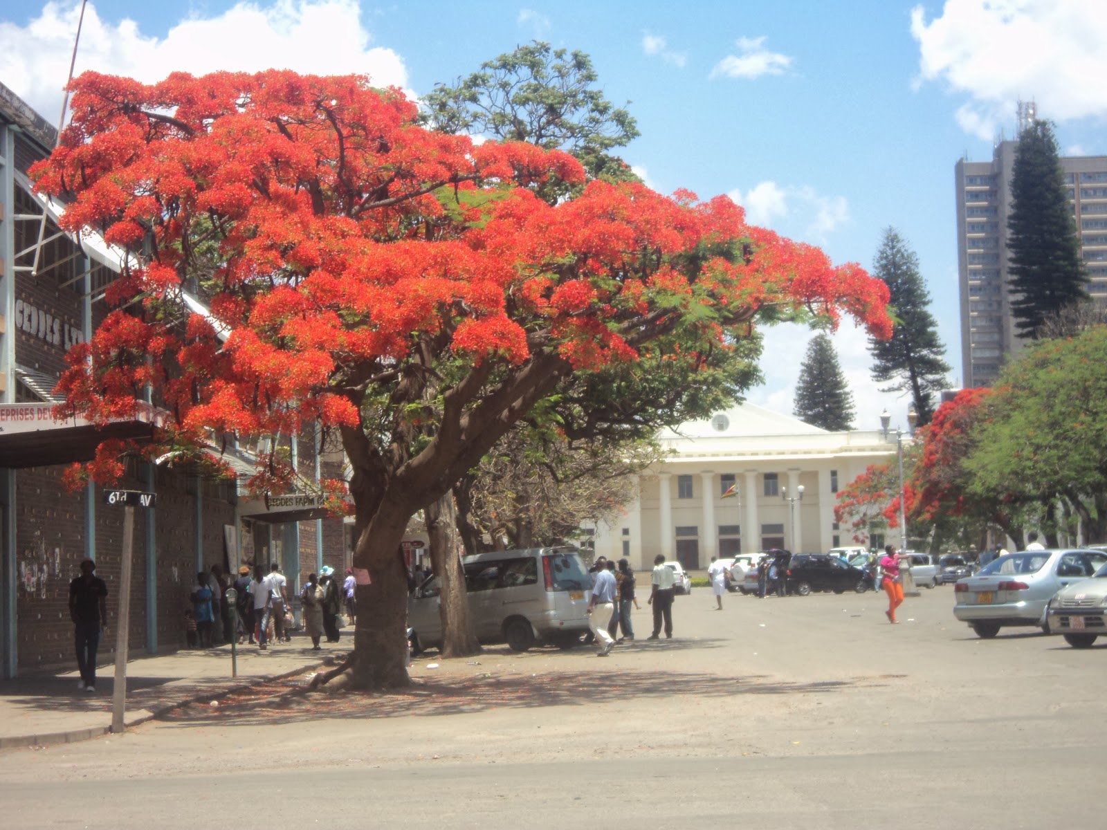 Asambeni Lets Go! The Flamboyant Trees of Bulawayo Zimbabwe