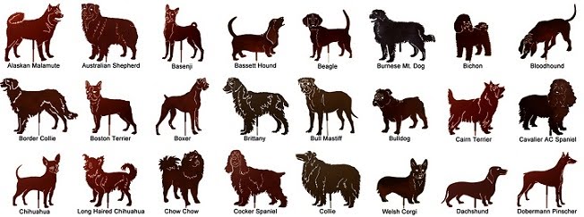 Hound Dog Breeds Pictures and Information