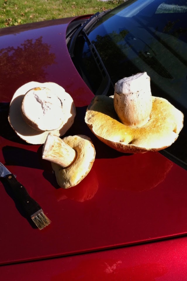 como se cocinan los boletus no solo las monjitas cocinan cosas ricas tortilla de como se cocinan los boletus no solo las monjitas cocinan cosas ricas tortilla de