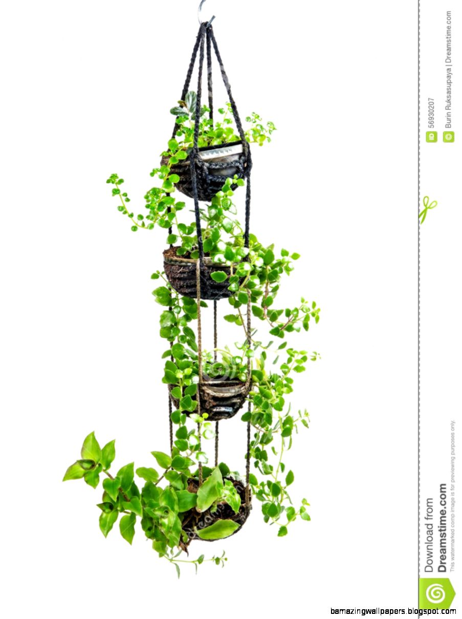 House Plant Hanging Crochet Work Stock Photo Image 56930207 House Plant Hanging Crochet Work Stock Photo Image 56930207
