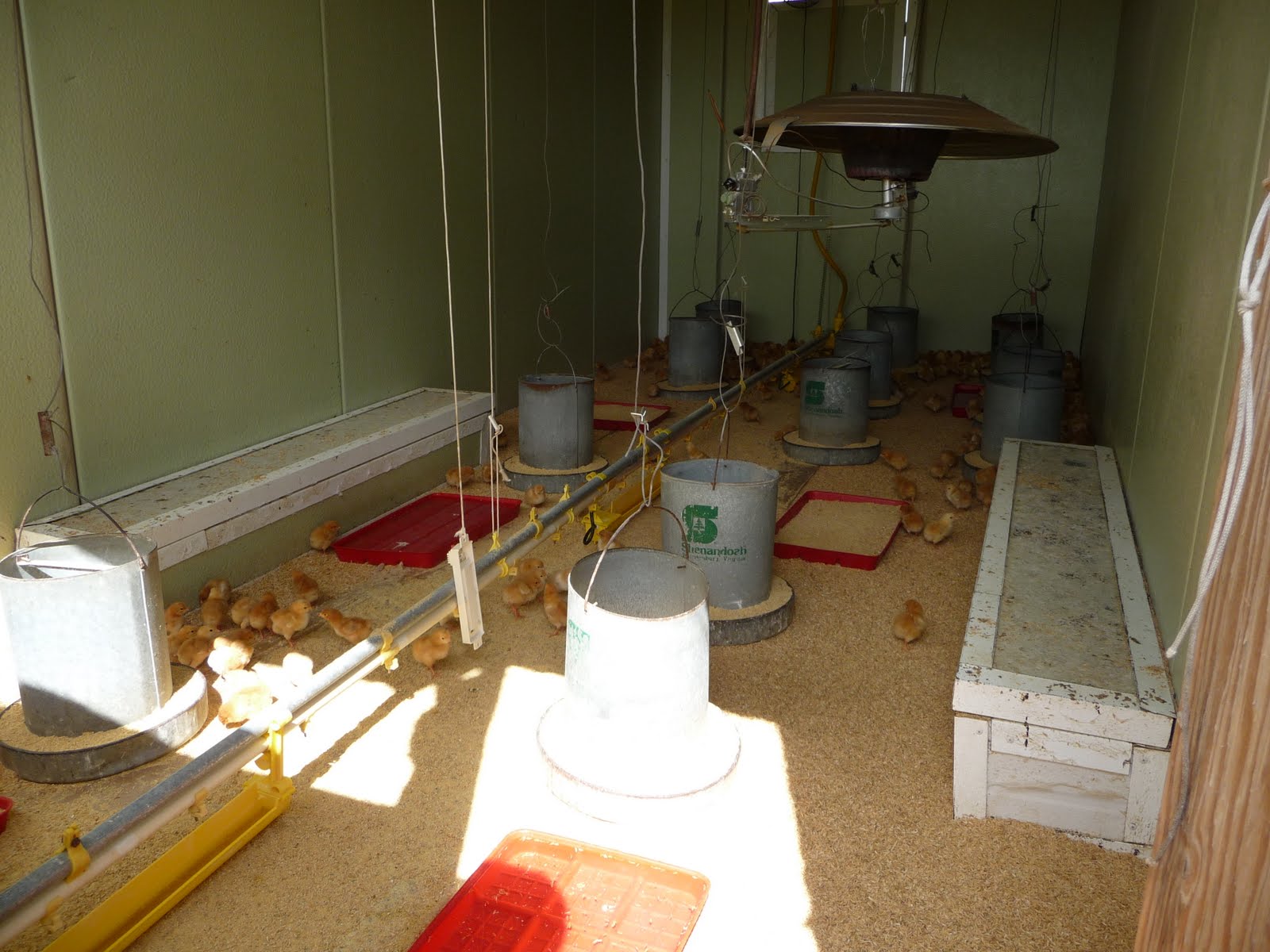 Mikey Likes Food! Pitman Farms Visit Mary's AirChilled Chickens