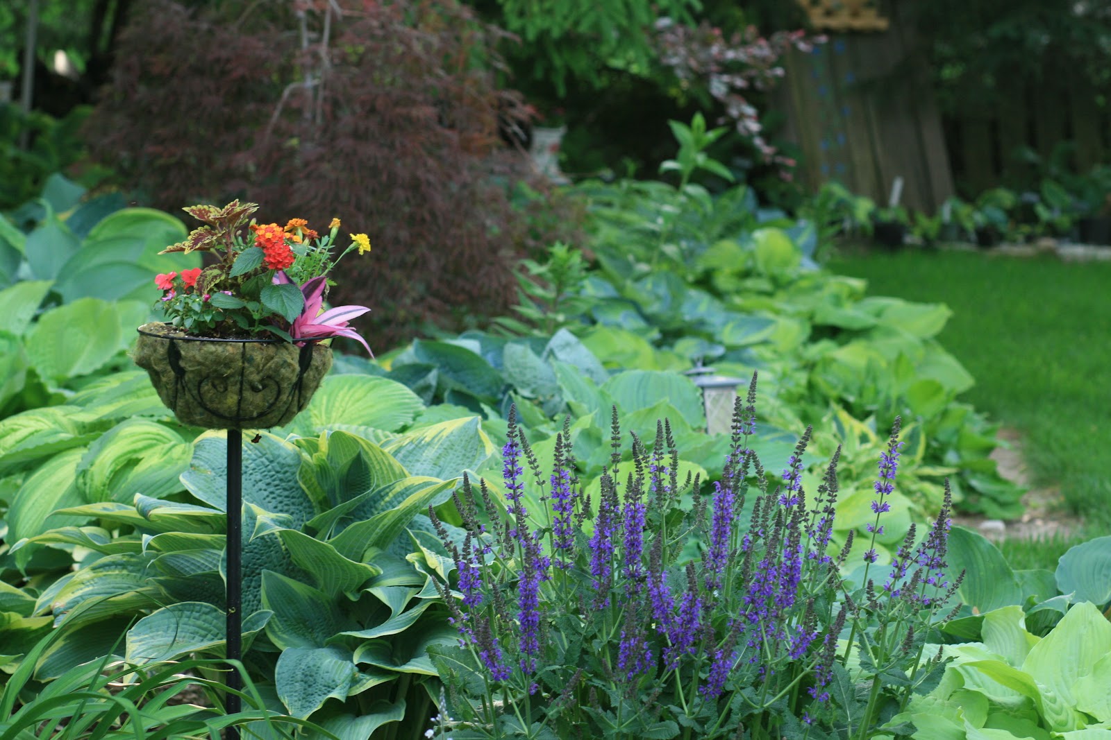 Cheesehead Gardening Moving?? Do you take all your plants with you?