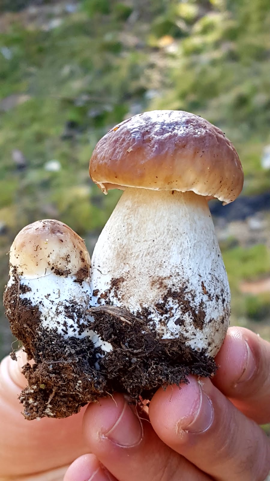 cep