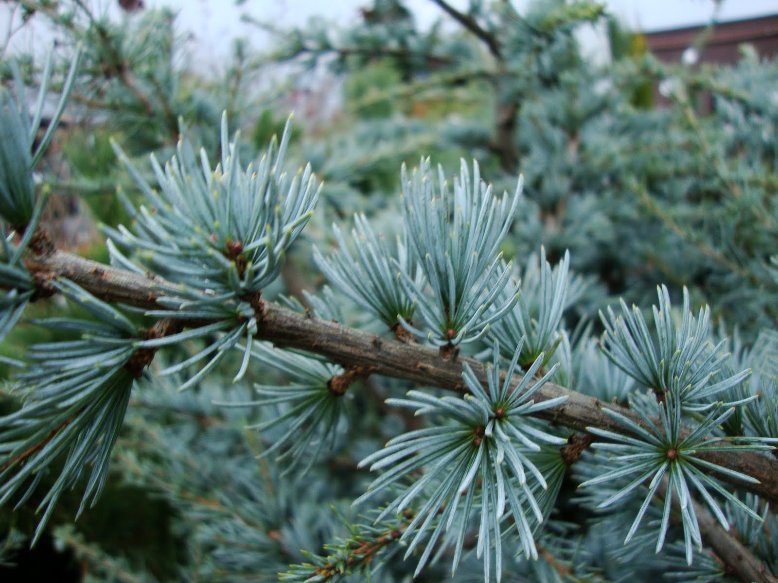 danger garden I’m Dreaming of a Blue (Atlas Cedar) Christmas…