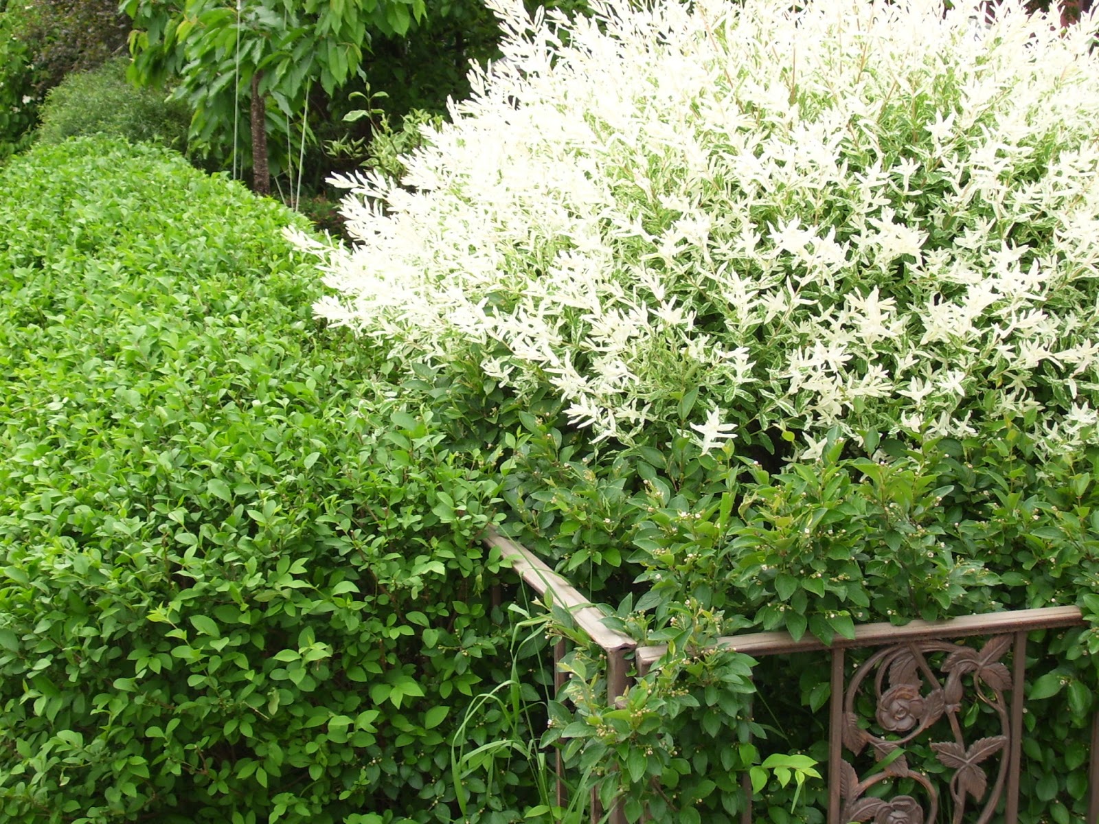 Dappled Willow Hedge