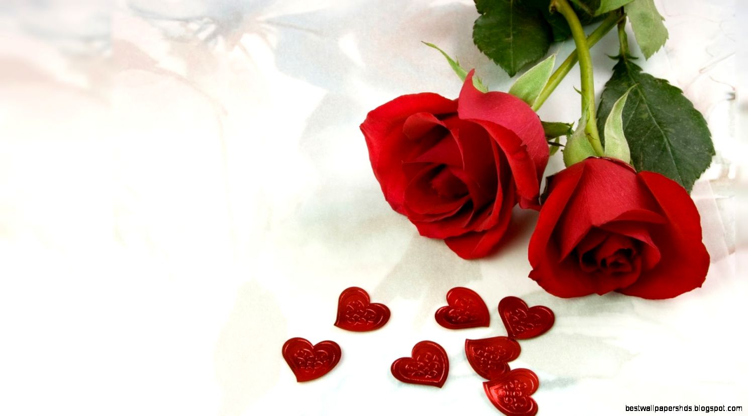 red roses most popular rose rose wallpapers beautiful rose red red roses most popular rose rose wallpapers beautiful rose red