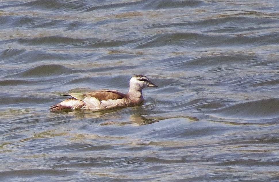 Birding for a Lark Cotton teal at Mughsayl