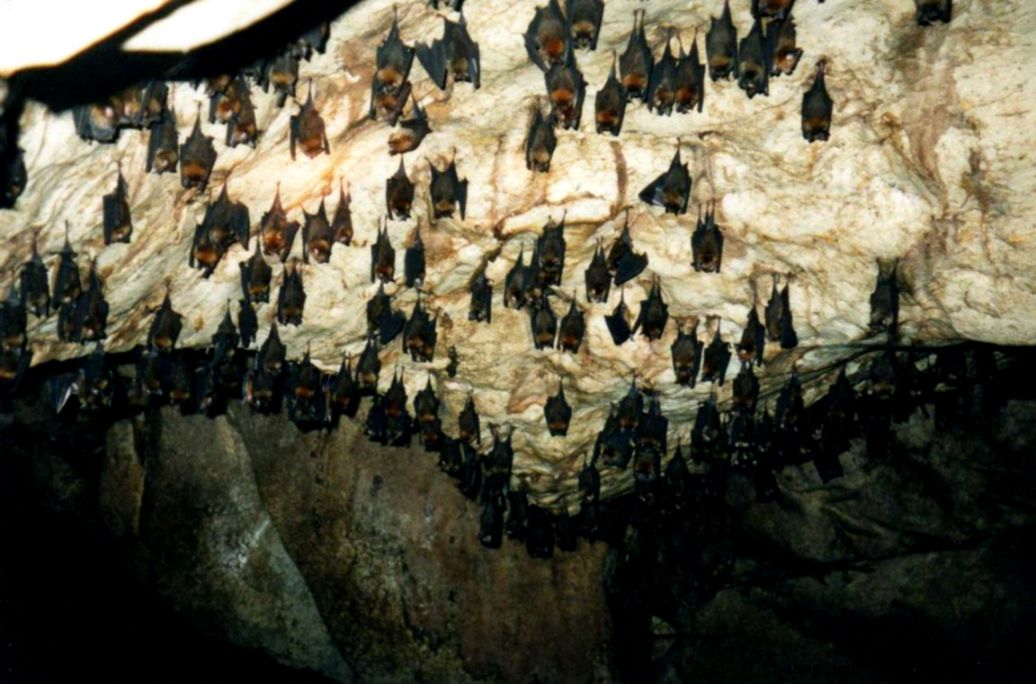 Bat Cave TripAdvisor™ Bat Cave TripAdvisor™