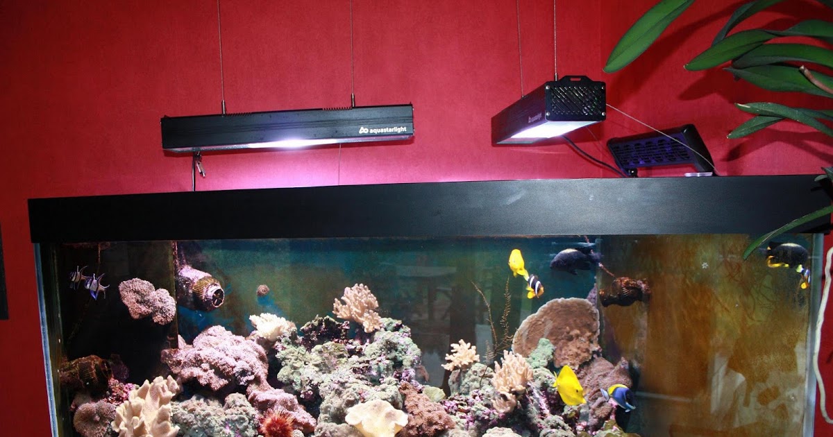 Bandeau led Aquarium Projet led pour aquarium récifal à " coraux mous