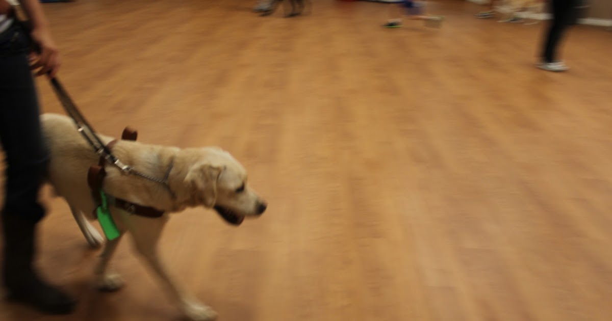 Brandon's life... as a guide dog in training Harness Every Moment