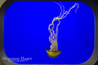 Shannon Hager Photography, Oregon Coast Aquarium, Jellyfish