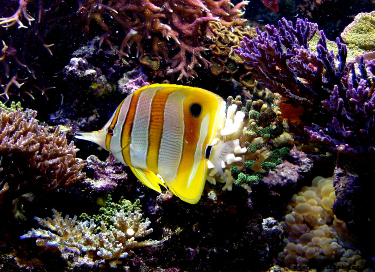 ReefCorner Copperband Butterflyfish – Chelmon rostratus ReefCorner Copperband Butterflyfish – Chelmon rostratus