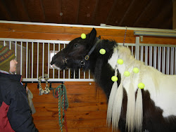 Earl, Gypsy Vanner Horse from Gypsy Vanner Ranch