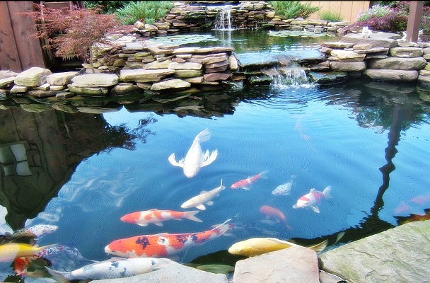 Cara Buat Kolam Ikan Lele: Juni 2013