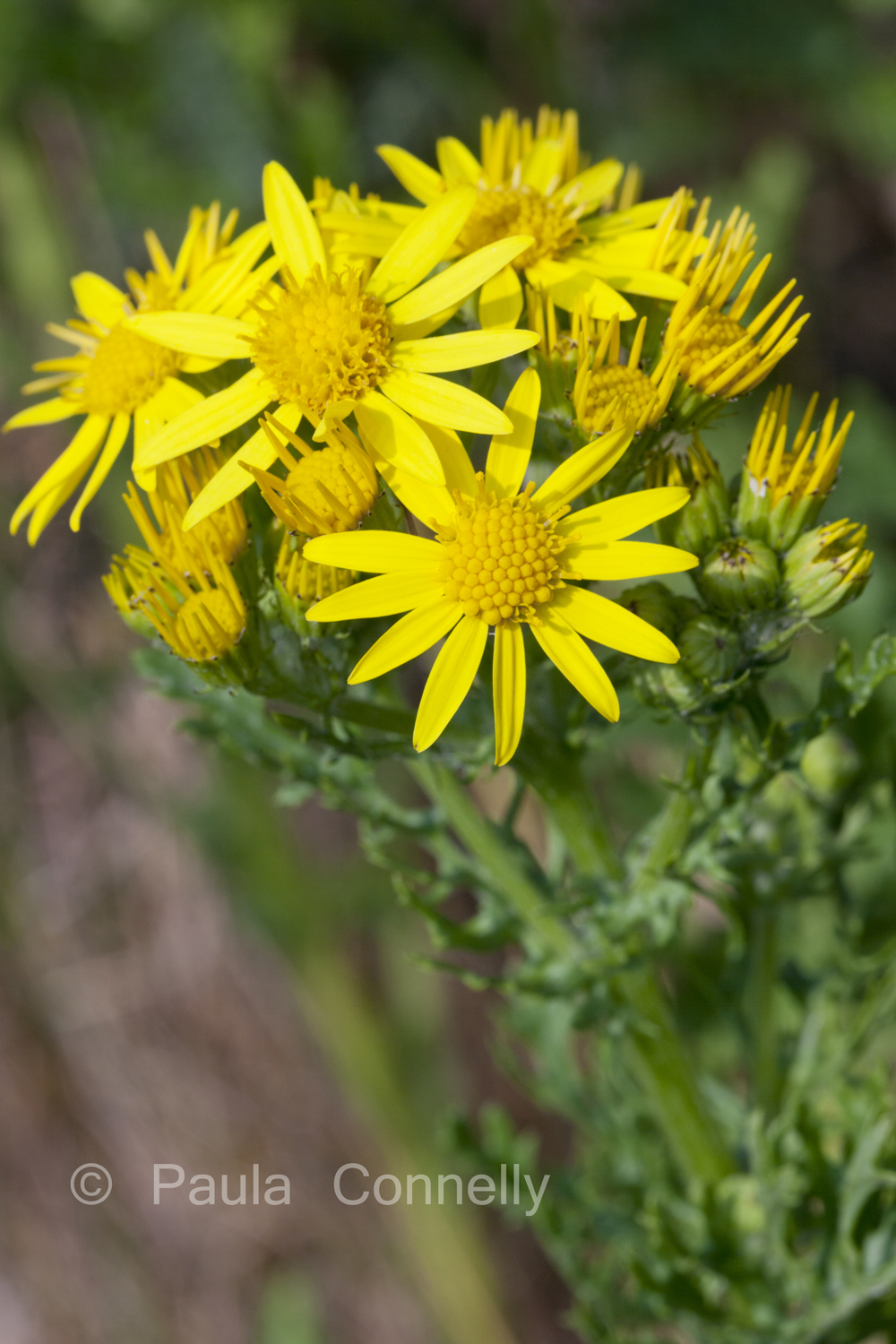 An exploration of British wild flowers