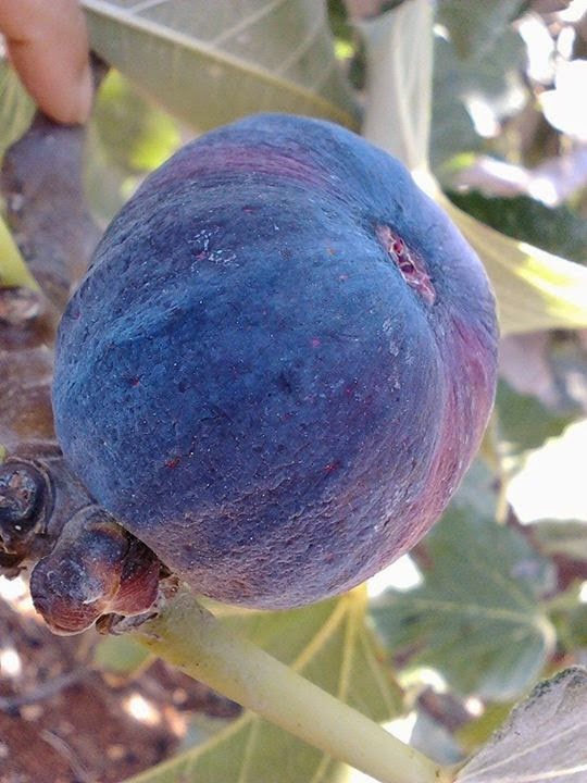 Figs Photo Collection Around the World Malta Black Figs