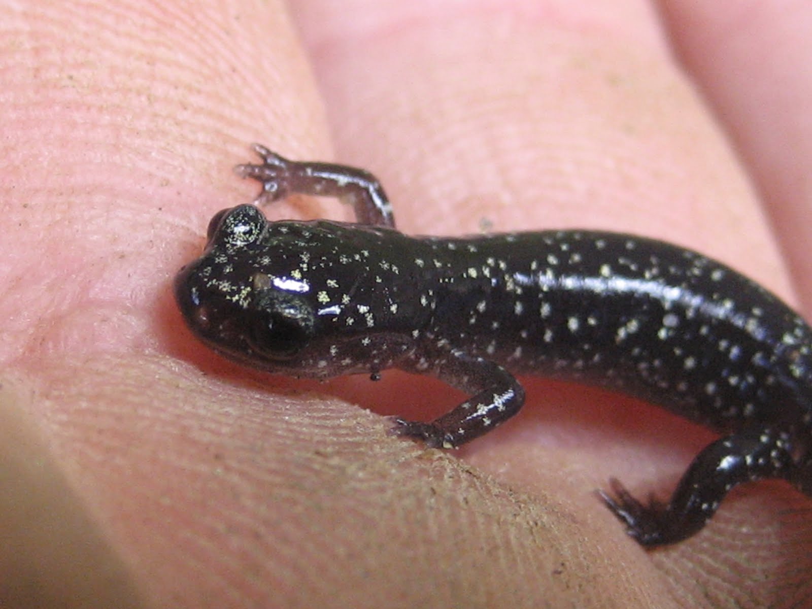 Animals In My Backyard Baby salamander
