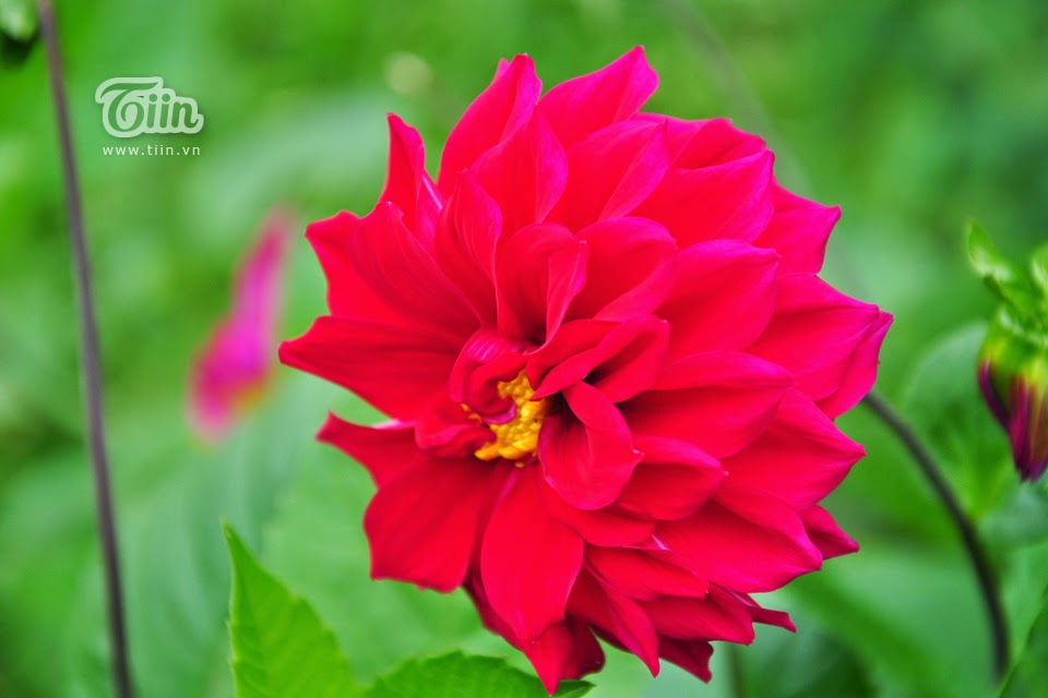 Dalat Flower