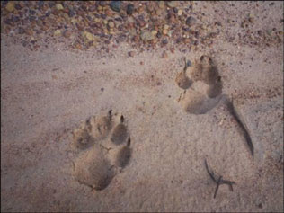 [Imagem: paw-prints.jpg]
