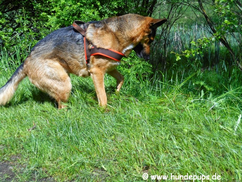 Hundepups Nieder mit dem Hund