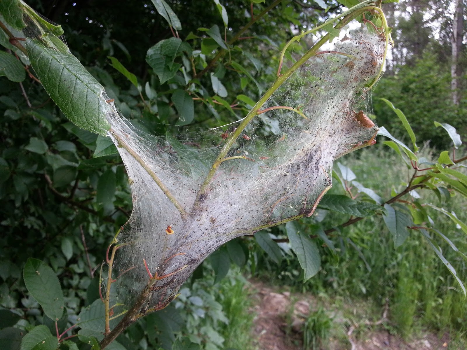 web tree birdmanofgateshead web web tree birdmanofgateshead web