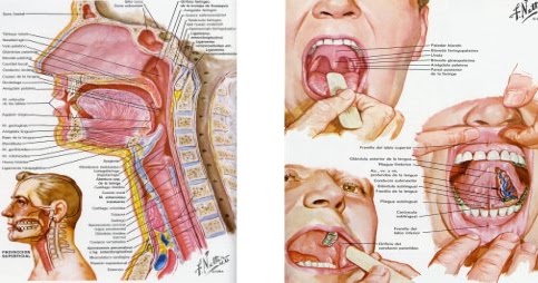 vestibulo oral que es somos rx u a n l vestibulo oral que es somos rx u a n l