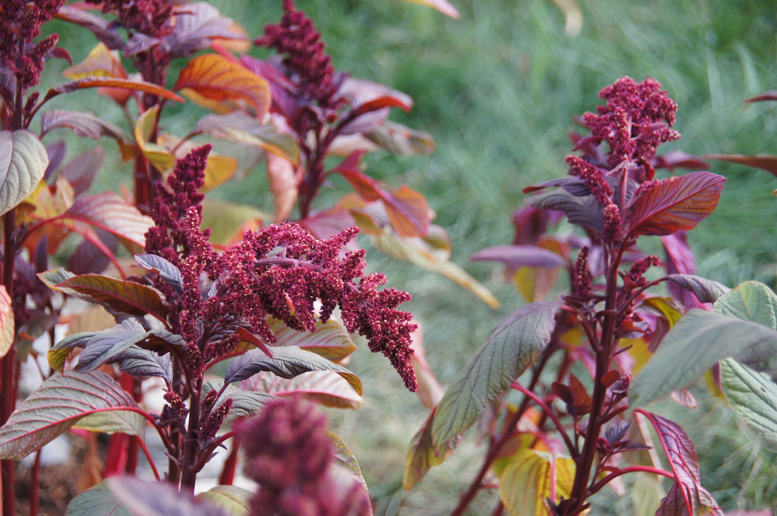 A Thinking Stomach Amaranth