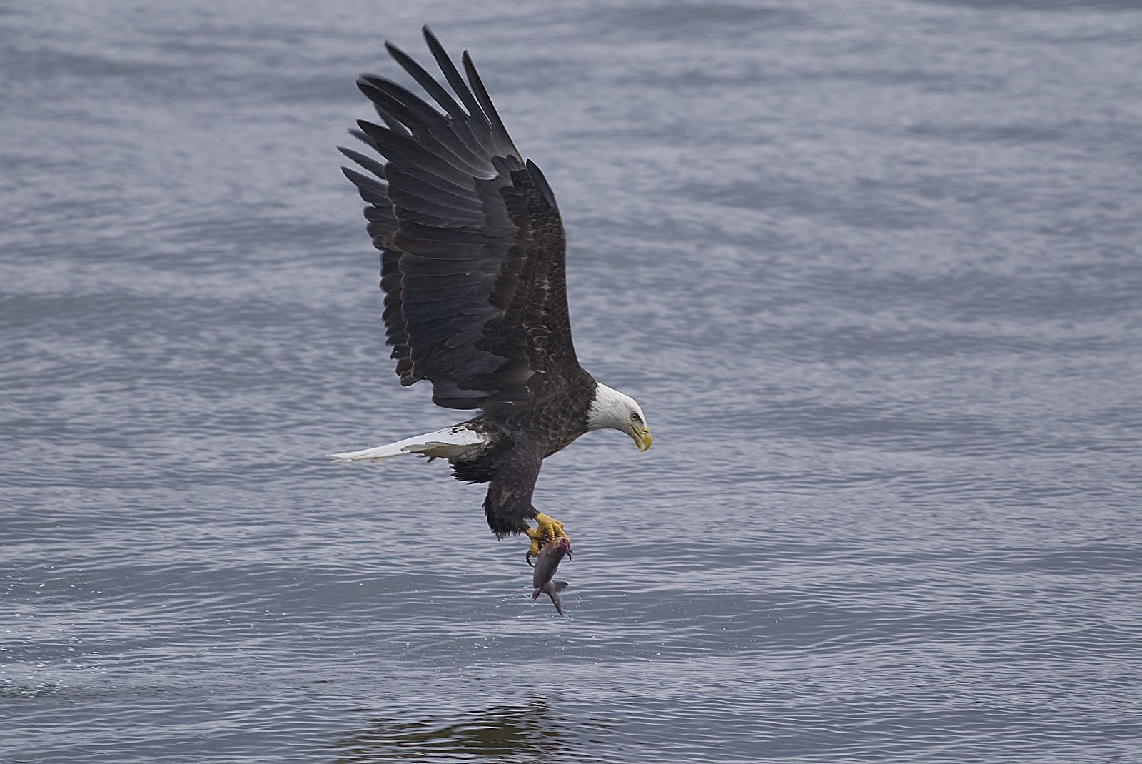 Bald Eagles at Lock and Dam 14 365Photos