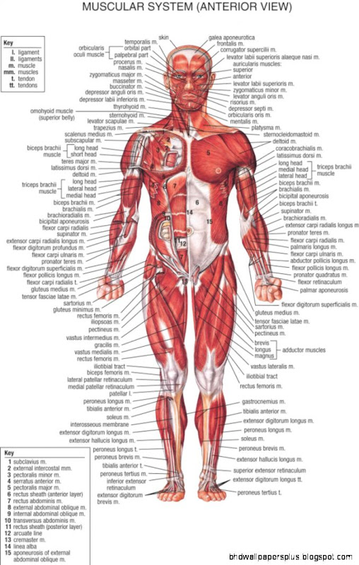 Synthol Injections How to inject synthol for bigger muscles Synthol Injections How to inject synthol for bigger muscles