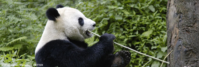giant panda and wildlife conservation essay The giant panda global awards are organized by wwwgiantpandaglobalcom, to promote the important panda conservation work in china and abroad panda fans from around. giant panda and wildlife conservation essay The giant panda global awards are organized by wwwgiantpandaglobalcom, to promote the important panda conservation work in china and abroad panda fans from around.