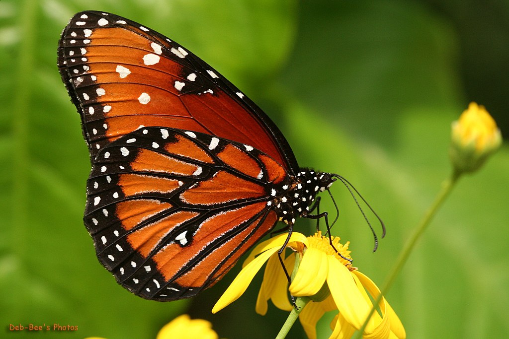 ` What Color is Your Butterfly?