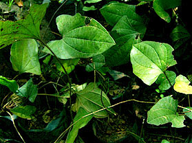 arogyapacha plant