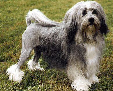X Large Dog Breeds