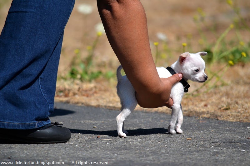 Fun Clicks Puppy ♥